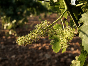 Descubre Con La D. O. Rueda La Fascinante Historia Del Vino En España ...