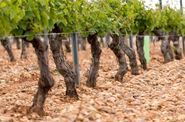 Viñedo